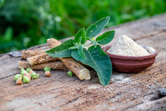 Ashwagandha : l'adaptogène du stress et de l'équilibre